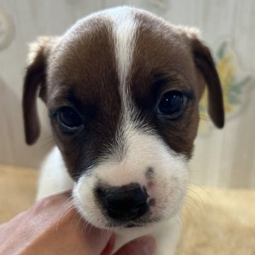 ジャックラッセルテリア【群馬県・男の子・2025年9月27日・ホワイト&タン】の写真「可愛いです❤️」
