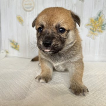 ミックス(チワワ×柴犬)【群馬県・男の子・2025年6月6日・赤】の写真「むちむちな男の子💙」