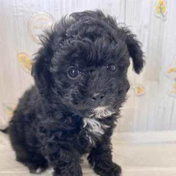 トイプードル(トイ)【群馬県・男の子・2025年1月14日・ブラック】の写真「巻き強め！可愛いです🩵」