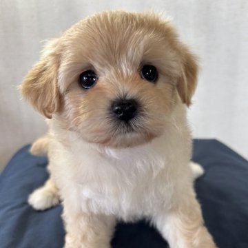 マルプー(マルチーズ×トイプードル)【群馬県・女の子・2025年3月27日・クリーム】の写真「おめめクリクリ❤️」