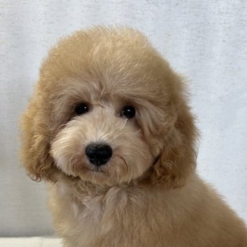 トイプードル(トイ)【群馬県・男の子・2025年4月17日・レッド】の写真「とってもしっかりした男の子です🐶」