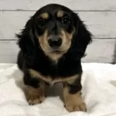 ミニチュアダックスフンド(ロング)【群馬県・男の子・2025年9月3日・ブラックタン】の写真1