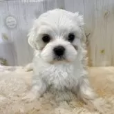 ミックス(マルチーズ×ビションフリーゼ)【群馬県・男の子・2025年9月25日・ホワイト&クリーム】の写真1