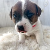 ジャックラッセルテリア