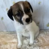 ジャックラッセルテリア