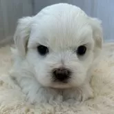 ミックス(マルチーズ×ビションフリーゼ)【群馬県・女の子・2025年9月25日・ホワイト&クリーム】の写真1