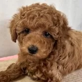 トイプードル(トイ)【群馬県・女の子・2025年1月7日・レッド】の写真1