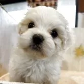 ミックス(マルチーズ×ビションフリーゼ)【群馬県・男の子・2025年9月25日・ホワイト&クリーム】の写真2
