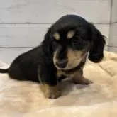 ミニチュアダックスフンド(ロング)【群馬県・男の子・2025年9月3日・ブラックタン】の写真6