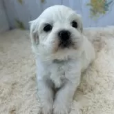 ミックス(マルチーズ×ビションフリーゼ)【群馬県・男の子・2025年9月25日・ホワイト&クリーム】の写真7