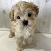 マルプー(マルチーズ×トイプードル)【群馬県・女の子・2025年3月27日・クリーム】の写真3