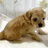 マルプー(マルチーズ×トイプードル)【群馬県・女の子・2025年3月27日・クリーム】の写真8