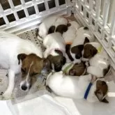 ジャックラッセルテリア【群馬県・男の子・2025年9月27日・ホワイト&タン】の写真5