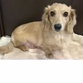 ミニチュアダックスフンド(ロング)【群馬県・女の子・2025年8月12日・イエロー】の写真11「ママです🐶」