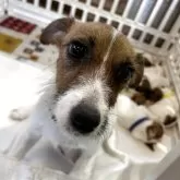 ジャックラッセルテリア【群馬県・男の子・2025年9月27日・ホワイト&タン】の写真6