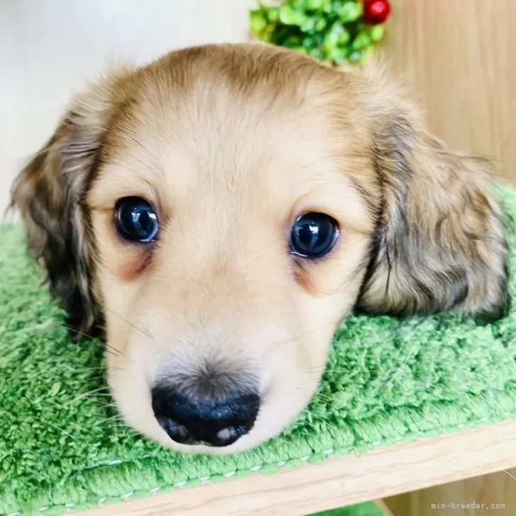 ID：2401-04417の子犬