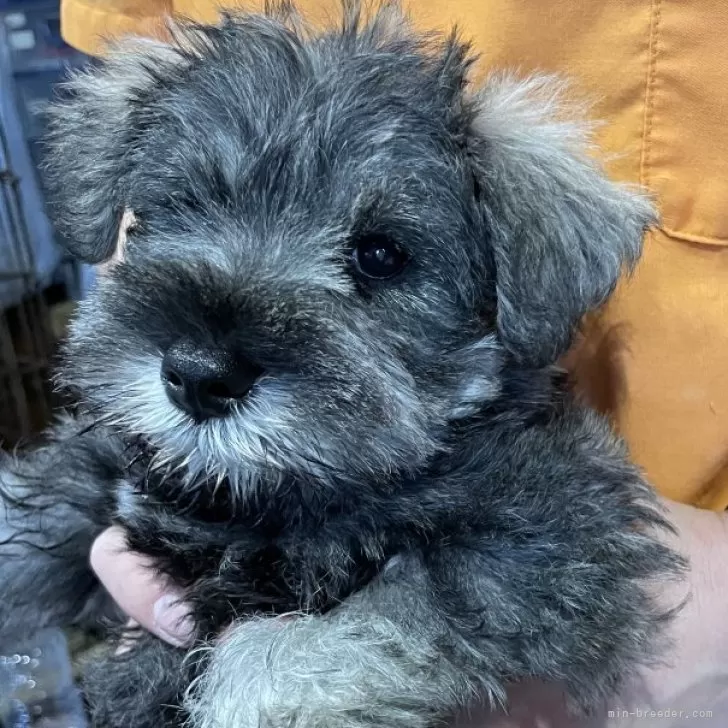 ID：2404-03406の子犬