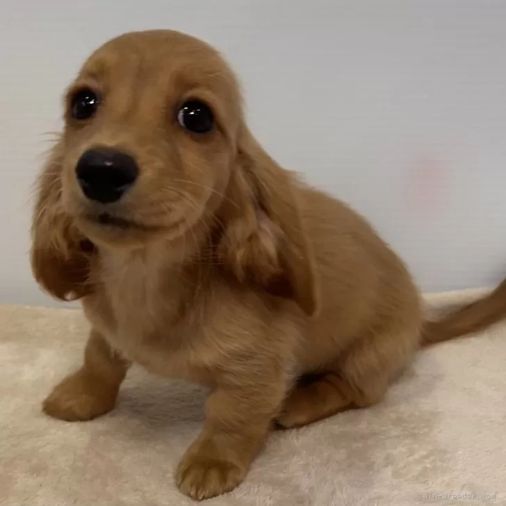ID:2401-04452の子犬