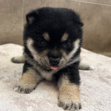 柴犬(豆柴)【群馬県・女の子・2024年8月19日・黒】の写真「可愛いです💛」