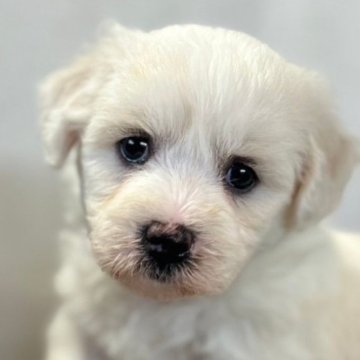 ビションフリーゼ【群馬県・女の子・2024年5月13日・ホワイト】の写真「可愛いです💛お腹に模様あり」