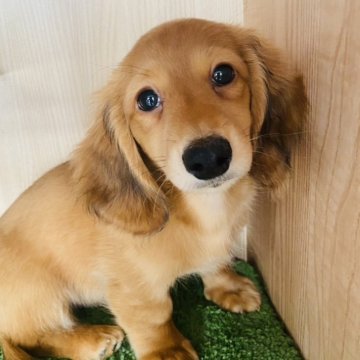 ミニチュアダックスフンド(ロング)【群馬県・男の子・2023年12月7日・レッド】の写真「人懐っこくて抱っこ好きな男の子🩵総額表示！」