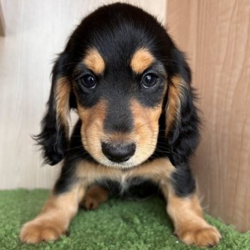 ミニチュアダックスフンド(ロング)【群馬県・女の子・2024年6月21日・ブラックタン&ホワイト】の写真「可愛いです♥️」