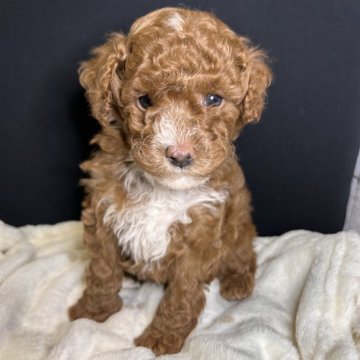 トイプードル(トイ)【群馬県・男の子・2024年1月7日・レッド(濃いめ)】の写真「可愛いです💛」