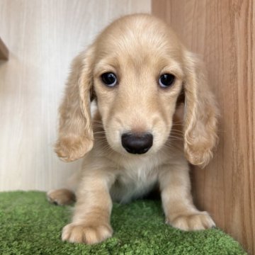 ミニチュアダックスフンド(ロング)【群馬県・女の子・2024年6月21日・イエロー】の写真「可愛いです♥️」