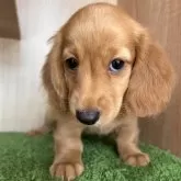 ミニチュアダックスフンド(ロング)【群馬県・男の子・2024年6月21日・ゴールド】の写真1