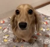 ミニチュアダックスフンド(ロング)【群馬県・男の子・2024年6月21日・ゴールド】の写真5「お母さんです🐶」