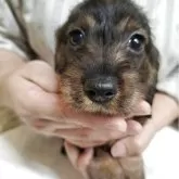 ミニチュアダックスフンド(ワイアー)【新潟県・男の子・2025年7月7日・ワイルドボアー】の写真1