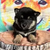 柴犬(標準サイズ)【愛知県・女の子・2025年1月4日・黒】の写真3