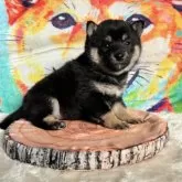 柴犬(標準サイズ)【愛知県・女の子・2025年1月4日・黒】の写真4