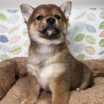 柴犬(標準サイズ)【愛知県・男の子・2022年12月24日・赤】の写真「💝バレンタインセール期間限定価格✨✨」