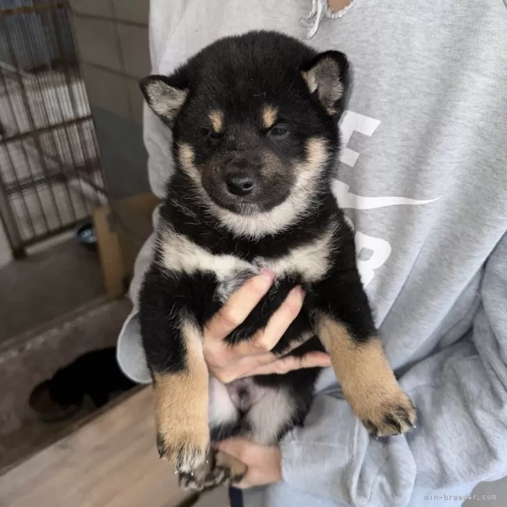 ID:2501-03280の子犬