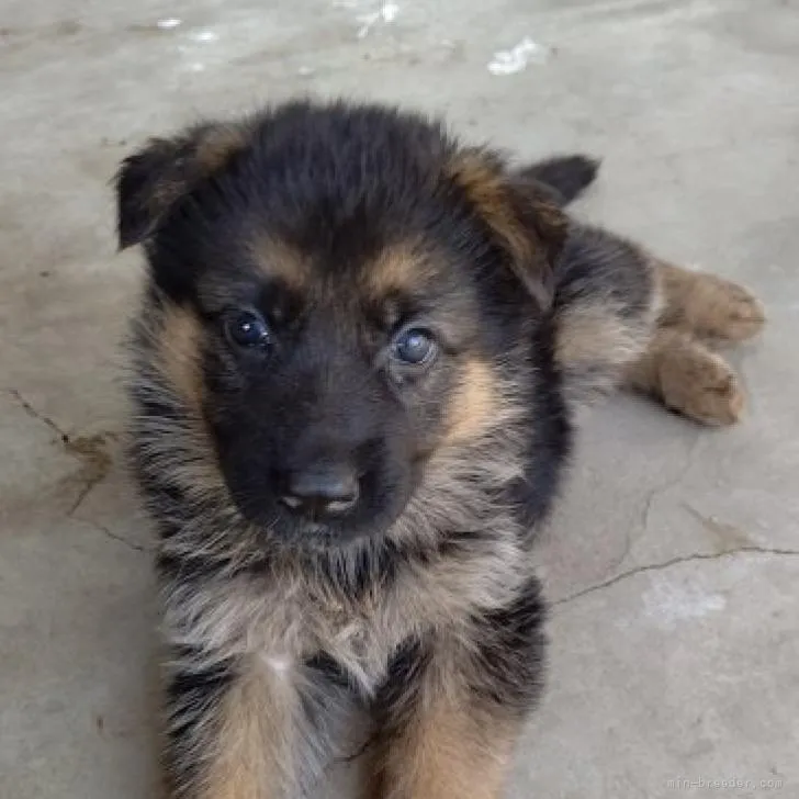 ID：2210-04007の子犬