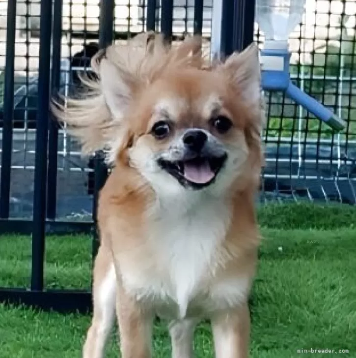 ID：2503-03061の子犬