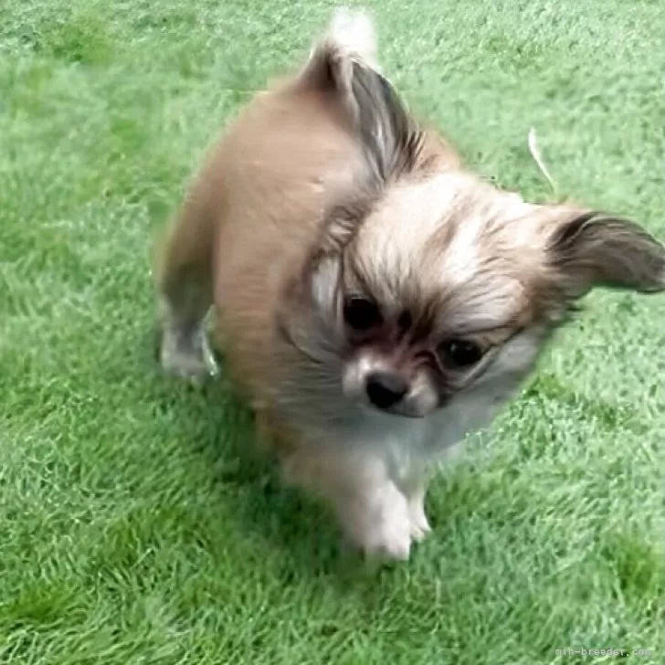 チワワ(ロング)【鹿児島県・女の子・2025年9月2日・フォーン 予定】の写真1