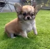 チワワ(ロング)