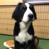 バーニーズ・マウンテン・ドッグ