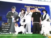 パピヨン【岩手県・男の子・2025年7月11日・ホワイト&セーブル】の写真14「姉（いちこ）です。2024/7/7岩手県クラブ連合会展にて。NEWジュニアチャンピオン。」