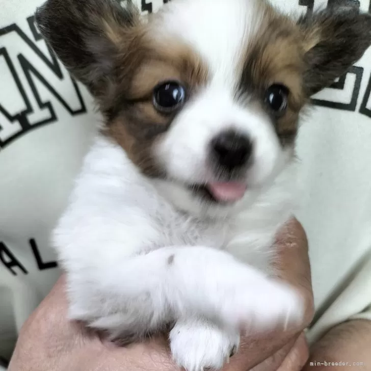 ID:2501-07315の子犬