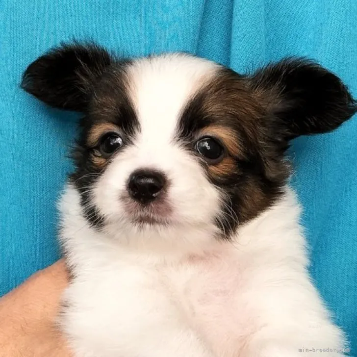 T.W 様のお迎えした子犬