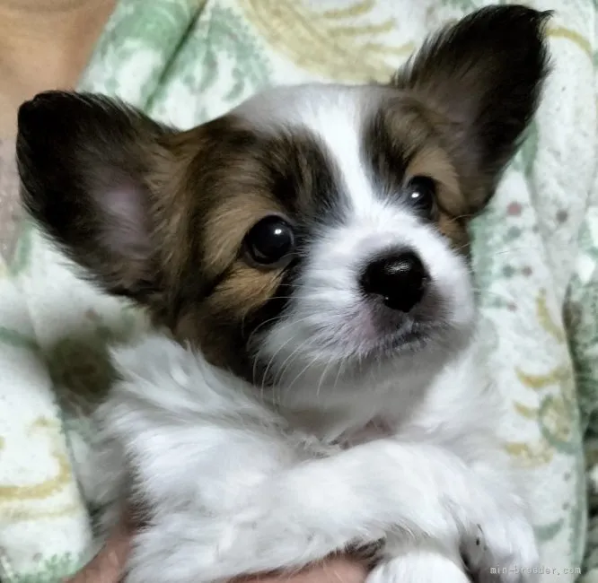 ID：2201-03799の子犬
