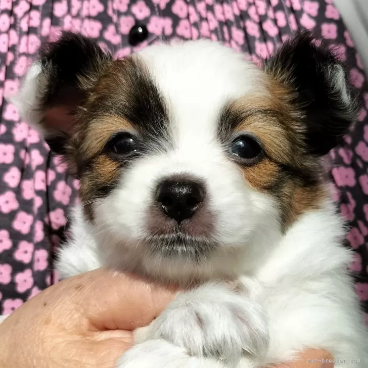 ID：2410-05014の子犬