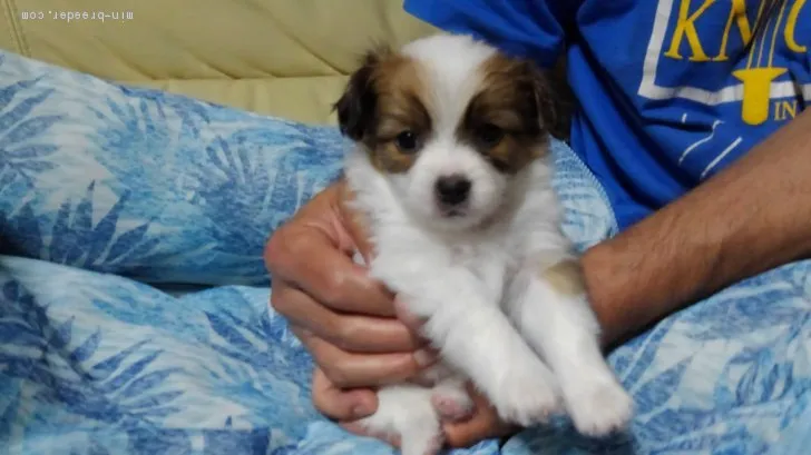 ID：2106-00104の子犬