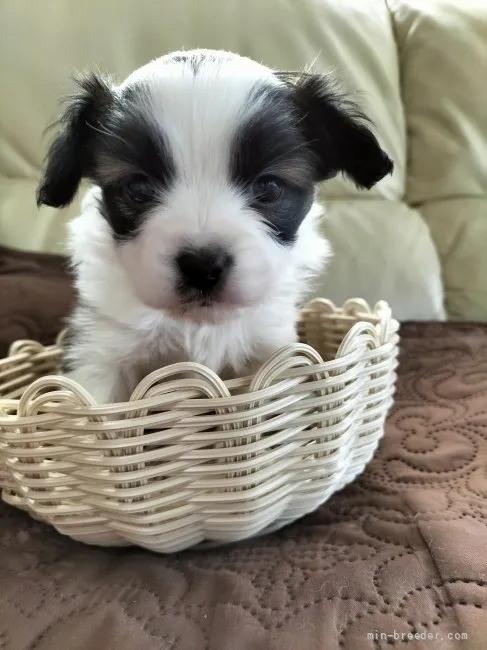 ID：2205-01599の子犬