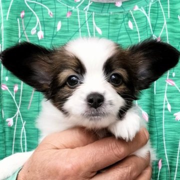 パピヨン【岩手県・男の子・2023年8月19日・ホワイト&セーブル】の写真「イケメン指数MAX！美男兄弟の三男です✨」