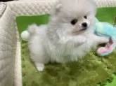 ポメラニアン【岐阜県・男の子・2024年12月30日・ホワイト】の写真9