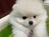 ポメラニアン【岐阜県・男の子・2024年12月30日・ホワイト】の写真8